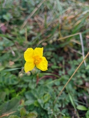 Helianthemum oelandicum orientale