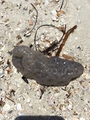 Aplidium stellatum