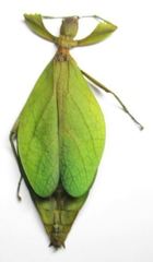 Pseudomicrophyllium geryon