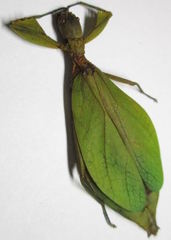 Pseudomicrophyllium geryon