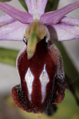 Ophrys ferrum-equinum
