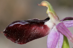 Ophrys ferrum-equinum