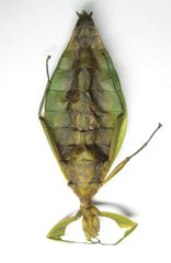 Pseudomicrophyllium geryon