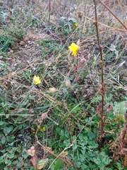Helianthemum oelandicum orientale