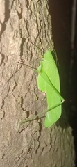Holochlorini