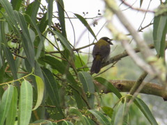 Saltator atripennis