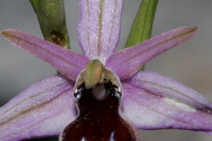 Ophrys ferrum-equinum