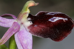 Ophrys ferrum-equinum