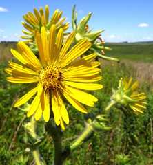 Silphium laciniatum laciniatum