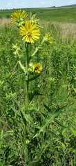 Silphium laciniatum laciniatum