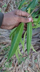 Ficus binnendykii