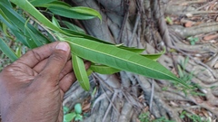 Ficus binnendykii