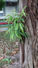 Ficus binnendykii