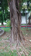 Ficus binnendykii