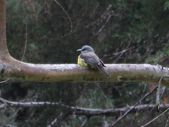 Tyrannus melancholicus