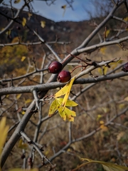 Crataegus dipyrena