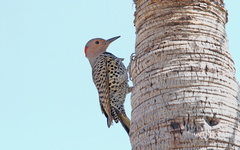 Colaptes auratus chrysocaulosus