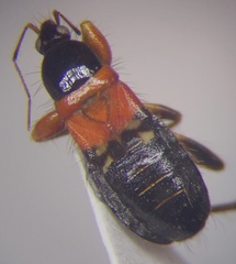 Prostemma sanguineum