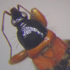 Prostemma sanguineum