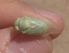 Derotettix mendosensis