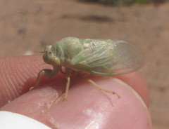 Derotettix mendosensis