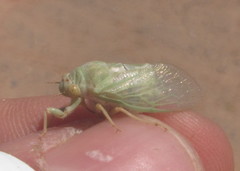 Derotettix mendosensis