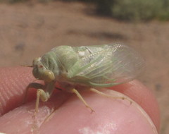 Derotettix mendosensis