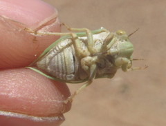 Derotettix mendosensis