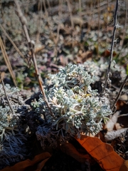 Artemisia alpina