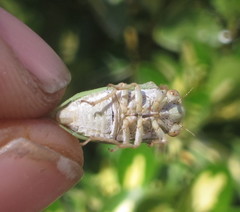 Derotettix mendosensis