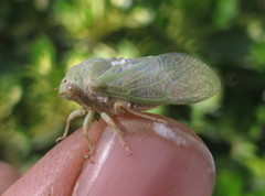 Derotettix mendosensis