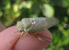 Derotettix mendosensis
