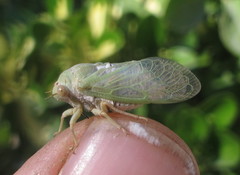 Derotettix mendosensis