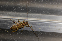 Pantomallus pallidus