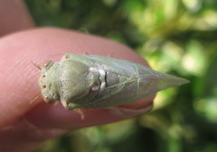 Derotettix mendosensis