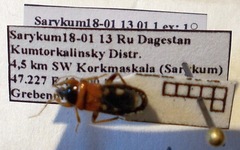 Prostemma sanguineum