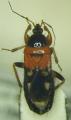 Prostemma sanguineum