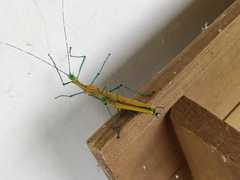 Tithonophasma tithonus