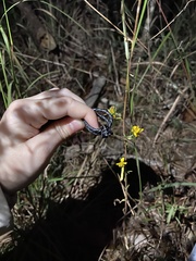 Helianthus porteri