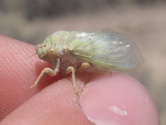 Derotettix mendosensis
