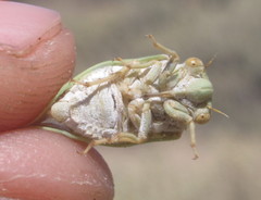 Derotettix mendosensis