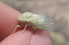 Derotettix mendosensis