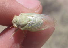 Derotettix mendosensis
