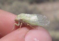 Derotettix mendosensis