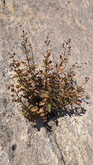 Scrophularia rupestris