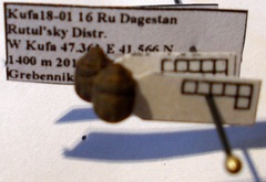 Psacasta neglecta
