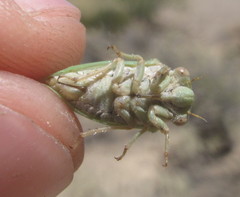 Derotettix mendosensis