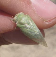 Derotettix mendosensis