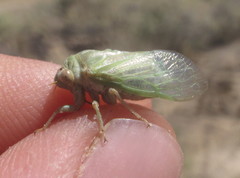 Derotettix mendosensis