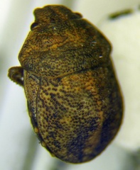 Psacasta neglecta